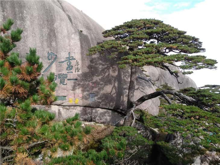 黃山(shān)迎(yíng)客(kè)鬆(sōng)